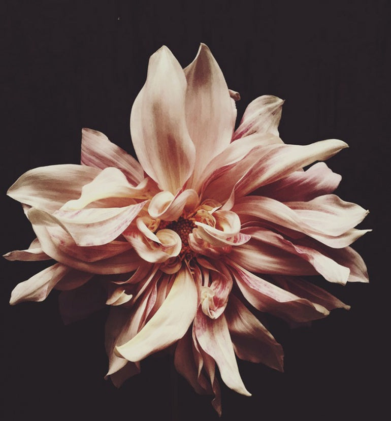 Image by Ashley Woodson Bailey