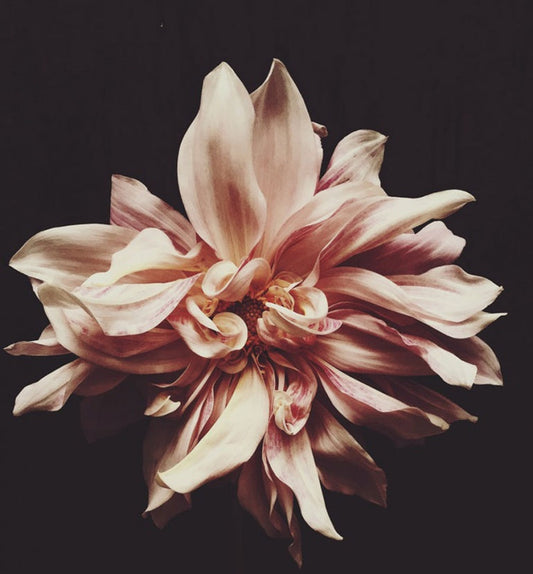 Richard's Photographer Spotlight: Ashley Woodson Bailey